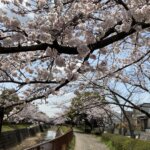 扇川の桜が満開です！の詳細へ