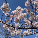 扇川の桜が綺麗に咲きました！の詳細へ