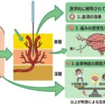 何故  鍼灸は効くのか！の詳細へ