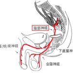 慢性前立腺炎に陰部神経刺鍼を重視する理由！の詳細へ